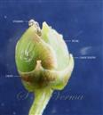  Female flower